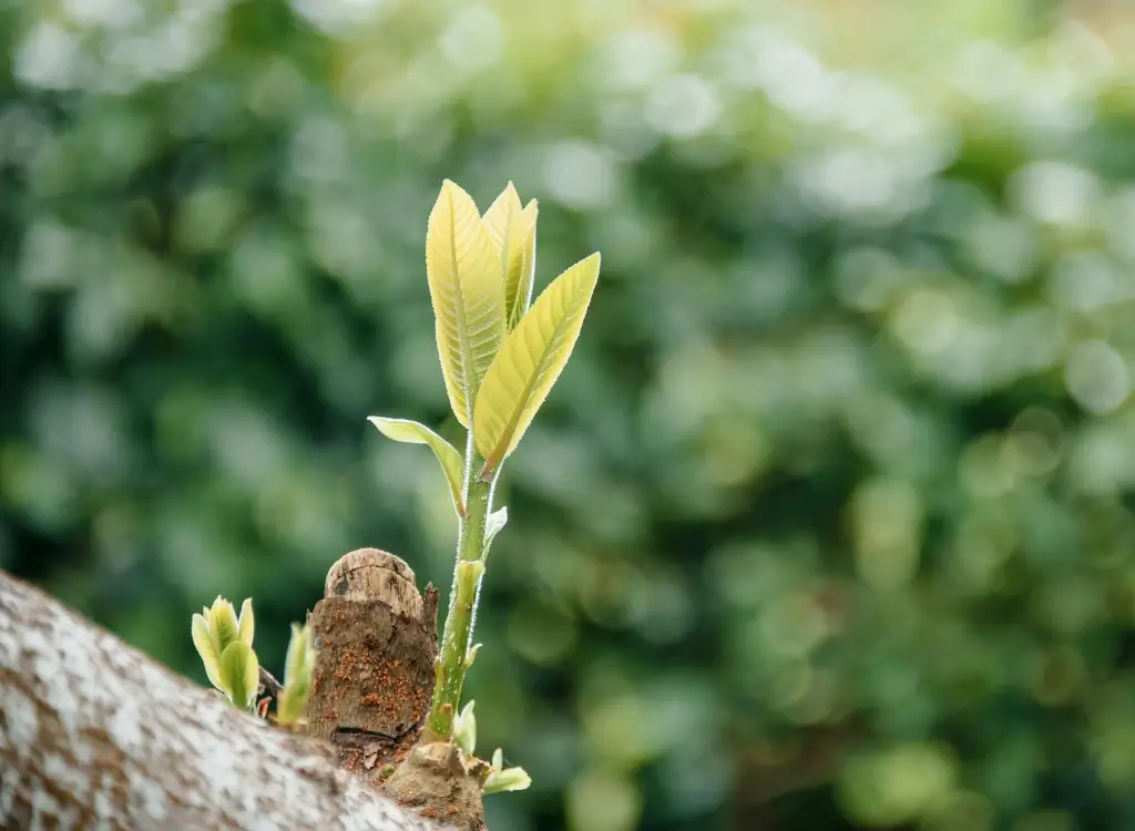 New leaves sprouting on a branch, symbolizing business growth and new opportunities.